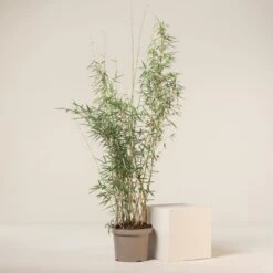 Fargesia Robusta ‘Campbell’ -The Palm Centre FRC 7 scaled 1