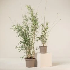 Fargesia Robusta ‘Campbell’ -The Palm Centre FRC 8 scaled 1