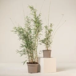 Fargesia Robusta ‘Campbell’ -The Palm Centre FRC 9 scaled 1