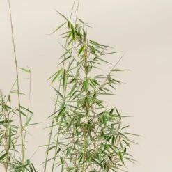 Fargesia Robusta ‘Campbell’ -The Palm Centre FRC scaled 1