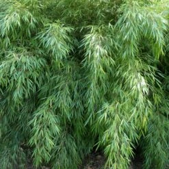 Fargesia Rufa -The Palm Centre FRU 1 scaled 1