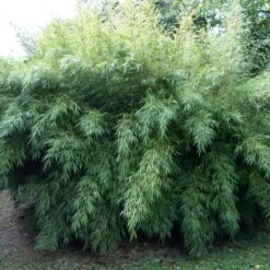 Fargesia Rufa -The Palm Centre FRU 2 2 scaled 1