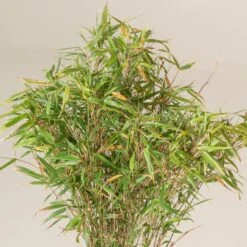 Fargesia Rufa -The Palm Centre FRU 2 scaled 1