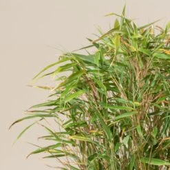 Fargesia Rufa -The Palm Centre FRU 3 scaled 1