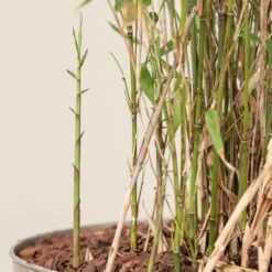 Fargesia Rufa -The Palm Centre FRU scaled 1