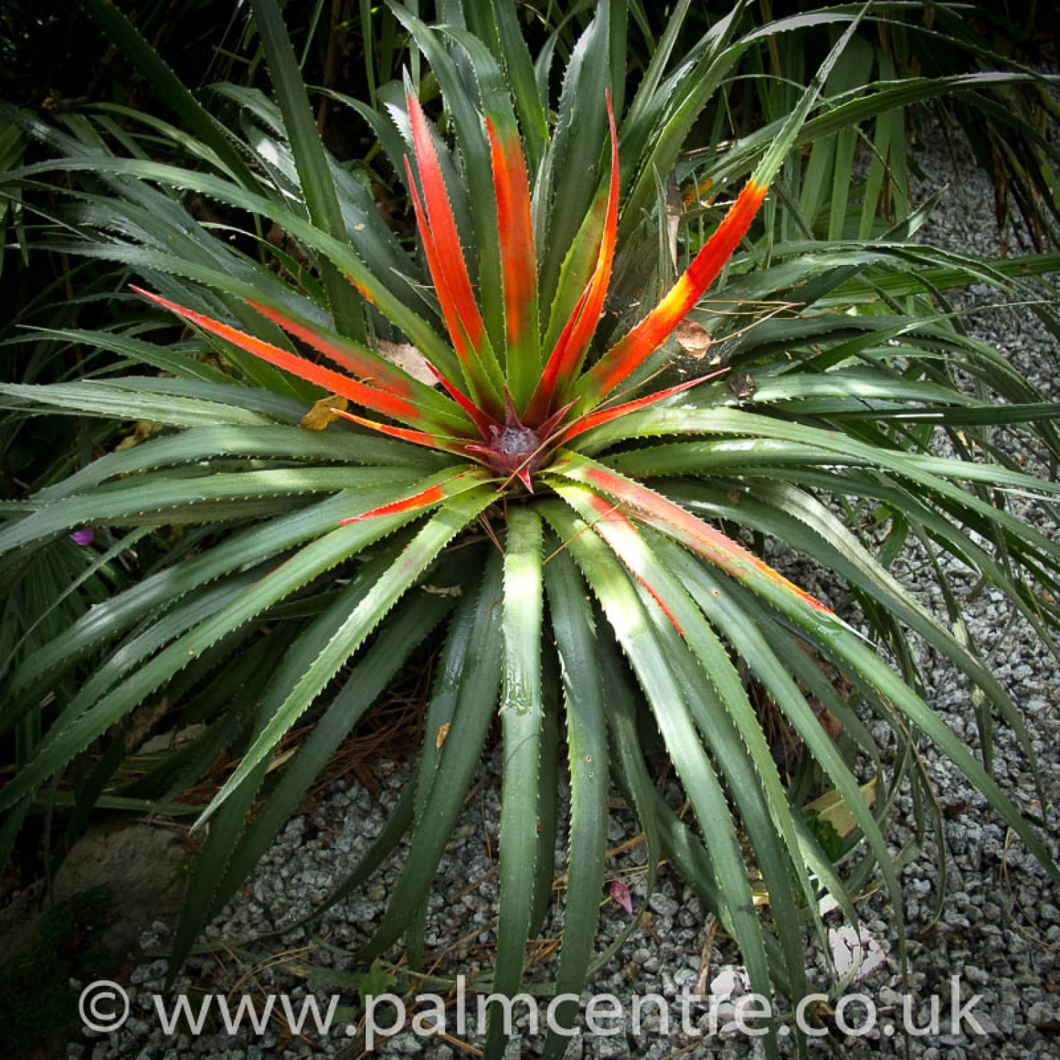 Fascicularia Bicolor 3 Fascicularia Bicolor