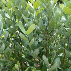 Feijoa Sellowiana -The Palm Centre FSE 1