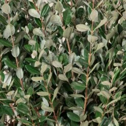 Feijoa Sellowiana -The Palm Centre FSE 18 2 scaled 1