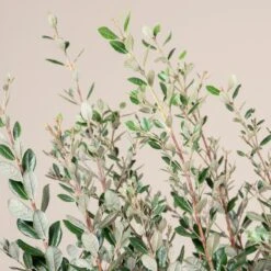 Feijoa Sellowiana -The Palm Centre FSE 18 3 scaled 1