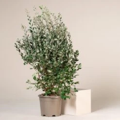 Feijoa Sellowiana -The Palm Centre FSE 18 4 scaled 1