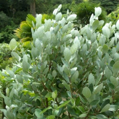 Feijoa Sellowiana -The Palm Centre FSE 2