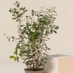 Feijoa Sellowiana -The Palm Centre FSE 5 scaled 1