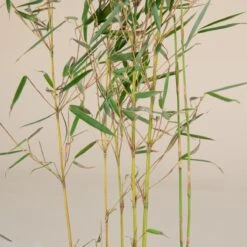 Fargesia Robusta ‘Campbell’ -The Palm Centre F 14976 5f791fd08060c