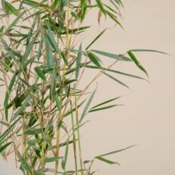 Fargesia Robusta ‘Campbell’ -The Palm Centre F 14976 5f791fd3120d8