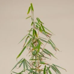 Fargesia Robusta ‘Campbell’ -The Palm Centre F 14976 5f791fd468bc8