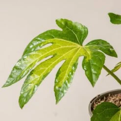 Fatsia Japonica ‘Camouflage’ -The Palm Centre F 18776 601002172297e