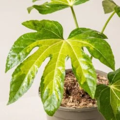 Fatsia Japonica ‘Camouflage’ -The Palm Centre F 18776 60100217f855b