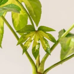 Fatsia Japonica ‘Camouflage’ -The Palm Centre F 18776 60100218bee1e