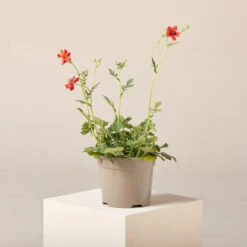 Geum Chiloense ‘Mrs Bradshaw’