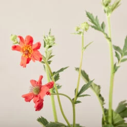 Geum Chiloense ‘Mrs Bradshaw’ -The Palm Centre GEB 6199594e899cf