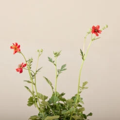 Geum Chiloense ‘Mrs Bradshaw’ -The Palm Centre GEB 6199595ca25e4