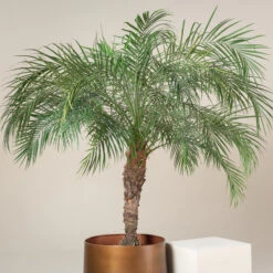 Phoenix Roebelenii -The Palm Centre GRL 5