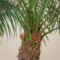 Phoenix Roebelenii -The Palm Centre GRL 5 4