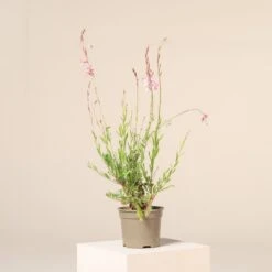 Gaura Lindheimeri ‘Rosyjane’ -The Palm Centre G 17430 6016512514172 1