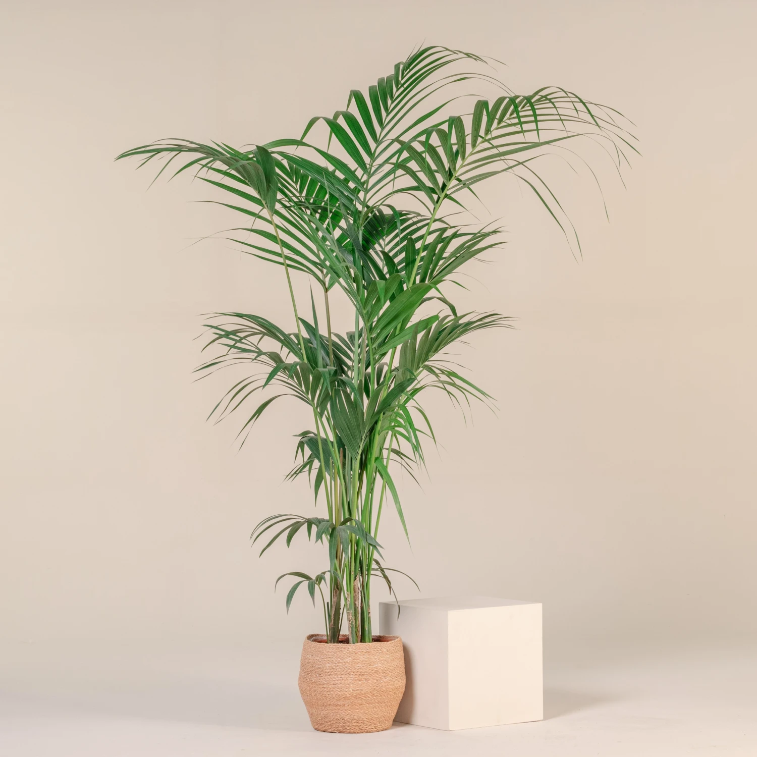 Howea Forsteriana 8 Howea Forsteriana - Image 6