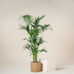 Howea Forsteriana 12 Howea Forsteriana -The Palm Centre HFO 9T 60a93dd6eecd0