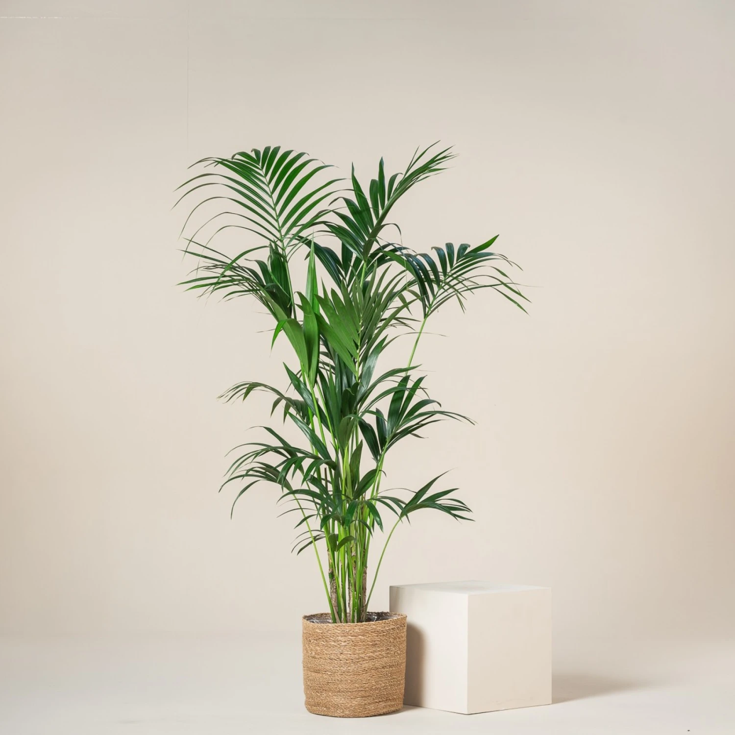 Howea Forsteriana 7 Howea Forsteriana - Image 5