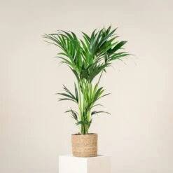 Howea Forsteriana 10 Howea Forsteriana -The Palm Centre HFO 60a93dbb5d628