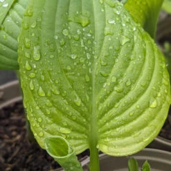 Hosta ‘Guacamole’ -The Palm Centre HGU 61542d224fcfc