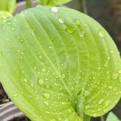 Hosta ‘Guacamole’ -The Palm Centre HGU 61542d250c2c7