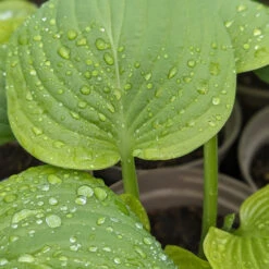 Hosta ‘Guacamole’ -The Palm Centre HGU 61542d29e8ef0