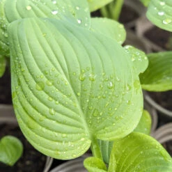 Hosta ‘Guacamole’ -The Palm Centre HGU 61542d2c99c38
