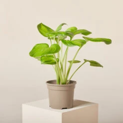 Hosta ‘Guacamole’ -The Palm Centre HGU 61993ffdb62cf 1 1