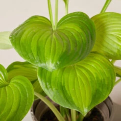 Hosta ‘Guacamole’ -The Palm Centre HGU 61993fffe4639