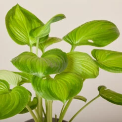 Hosta ‘Guacamole’ -The Palm Centre HGU 6199400208581 1