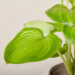 Hosta ‘Guacamole’ -The Palm Centre HGU 6199400449850