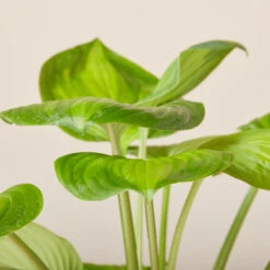 Hosta ‘Guacamole’ -The Palm Centre HGU 619940067dc0a 1