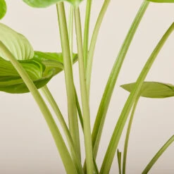 Hosta ‘Guacamole’ -The Palm Centre HGU 6199400a4943e