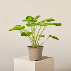 Hosta ‘Guacamole’ -The Palm Centre HGU 6199400fe8c76