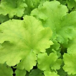 Heuchera ‘Lime Marmalade’ -The Palm Centre HLM 60a9520c31757