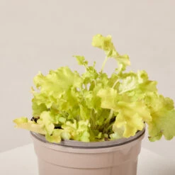 Heuchera ‘Lime Marmalade’ -The Palm Centre HLM 619956736ee11