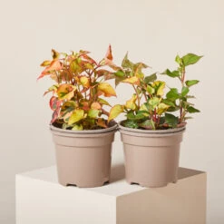 Houttuynia Cordata ‘Chameleon’ -The Palm Centre HOC 619946667e7d9