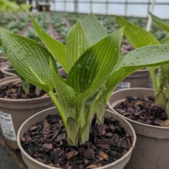 Hosta ‘Devon Green’ -The Palm Centre HOD 61542b4957cbf