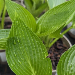 Hosta ‘Devon Green’ -The Palm Centre HOD 61542b4ef4fa4 1