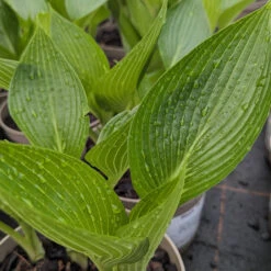 Hosta ‘Devon Green’ -The Palm Centre HOD 61542b54bac7a