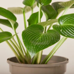 Hosta ‘Devon Green’ -The Palm Centre HOD 61993ed39327e